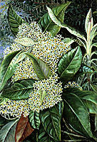 Olearia argophylla, 1880, north