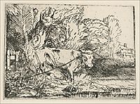 The Bull, 1650, rembrandt