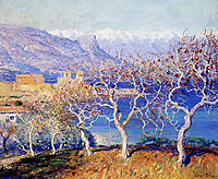 Fig Trees, Antibes, 1910, rose