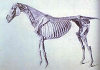Diagram from The Anatomy of the Horse, stubbs