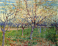 Orchard with Blossoming Apricot Trees , 1888, vangogh